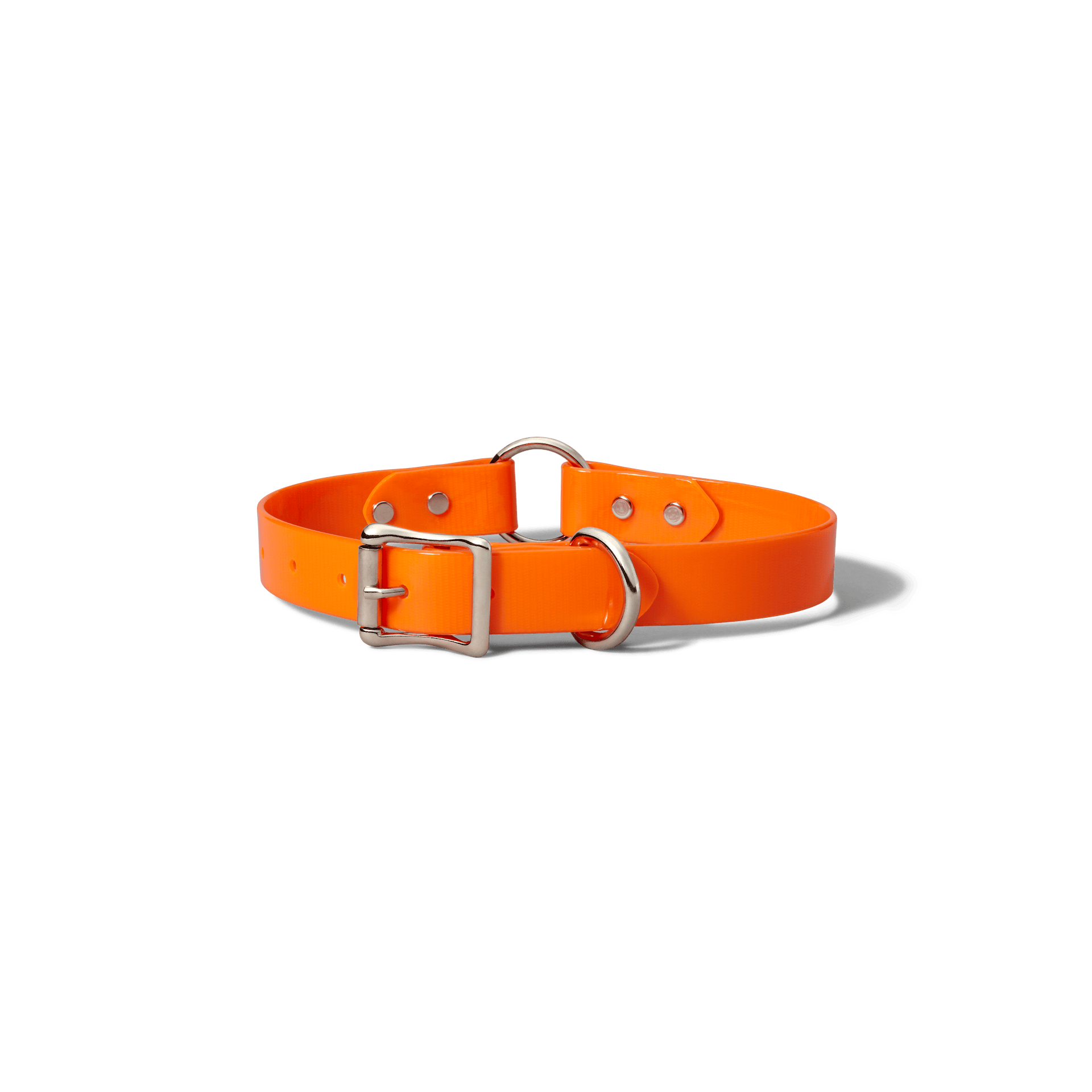 Webbing Dog Collar